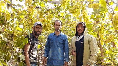 عناقيد السكر بتنور على الشجر.. فرحة المزارعين بموسم جني العنب في الغربية|فيديو