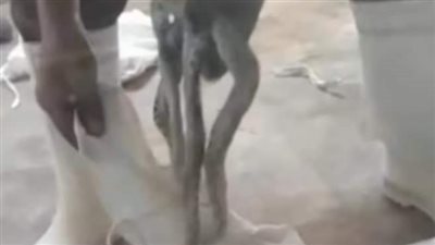 أغرب عمليات تهريب الحيوانات بالمطار.. ضبط نمور وصقور داخل شنط مسافرين.. إحباط تهريب غزلان وثعابين إلى دول خليجية.. والعثور على قرد بحوزة راكب