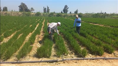 للعام الثاني على التوالي.. نجاح تجارب زراعة الأرز بالتنقيط في النوبارية ومشروع المغرة