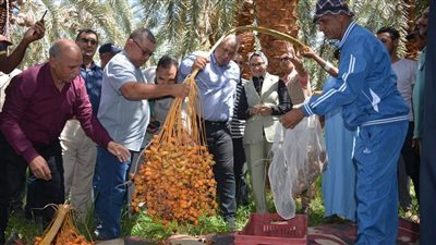 افتتاح موسم حصاد التمور بالوادي الجديد |صور