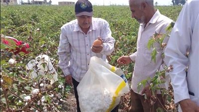 حملة النهوض بالقطن تشرف على جني 1172 فدانا شرق الإسماعيلية | فيديو وصور