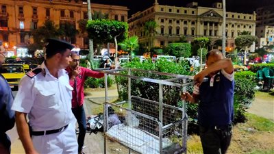 محافظ الإسكندرية يشدد على رؤساء الأحياء بتكثيف حملات إزالة الإشغالات 