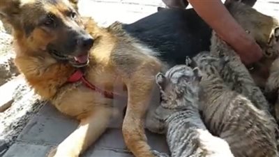 كلبة ترضع 4 أشبال من النمور | فيديو
