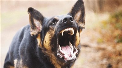 ما لا تعرفه عن السعار.. مرض معدي يهاجم الجهاز العصبي 