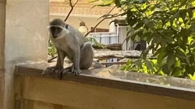 الأمن يضبط صاحب 