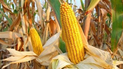 توقعات بارتفاع أسعار الذرة الصفراء عالميا خلال مارس 2023