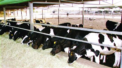 المصري للتأمين يوضح مميزات استخدام أنظمة تحديد الهوية في تأمين الثروة الحيوانية