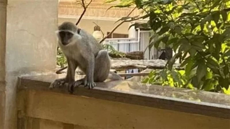 النسناس الهارب بالإسكندرية