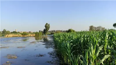مصادر بـ الزراعة: نقل ولاية أراضي طرح النهر للري بمرحلته الأولى ولم نحررعقود إيجار للمزارعين