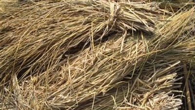 القومي للبحوث: نجحنا في إنتاج الوقود الحيوى من قش الأرز وزيت الخضراوات