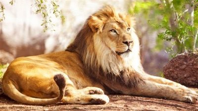 تفسير رؤية الأسد في المنام وعلاقتها بالحصول على المال والترقية في العمل 