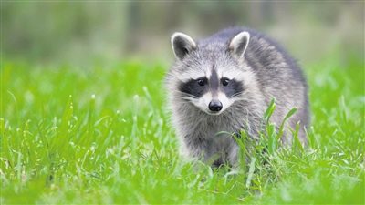 تفسير رؤية حيوان الراكون في المنام وعلاقتها بأكل أموال الأقارب 