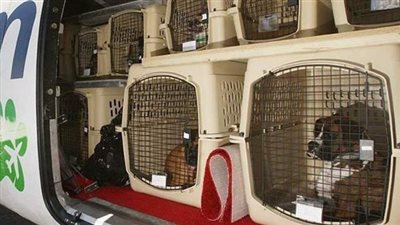 قائمة بأنواع الحيوانات الأليفة المسموح باصطحابها على متن الطائرة