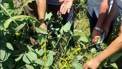 حصاد محصول فول الصويا المحمل على ذرة شامية بمركز فايد بالإسماعيلية|صور