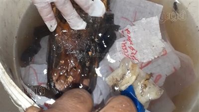 عظام حيوانات وطلاسم شيطانية.. تطهير مقابر طنطا من أعمال السحر | فيديو