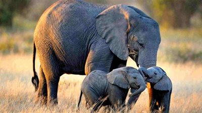 أغرب قوانين في العالم.. تشريع جديد يُنصف الفيلة في سريلانكا