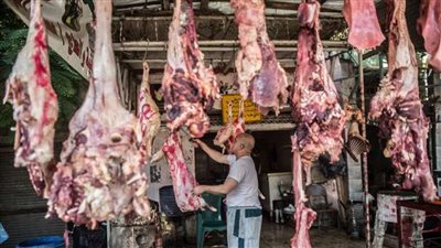 شعبة القصابين: عدم ذبح الإناث يحقق الاستقرار في أسعار اللحوم 