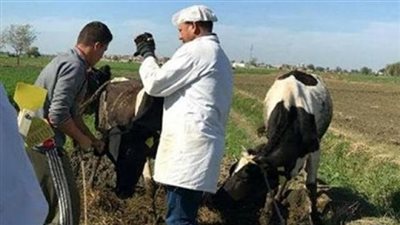 تحصين 80 ألف رأس ماشية ضد 