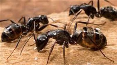  تفسير رؤية النمل في المنام وعلاقته بالإنجاب وزوال الهموم وانفراج الكروب 