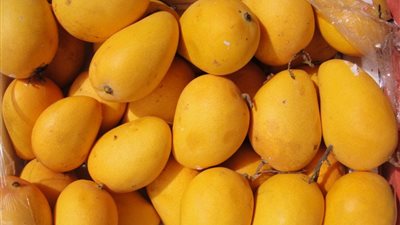 أسعار 12 صنفًا من المانجو اليوم الثلاثاء في سوق العبور