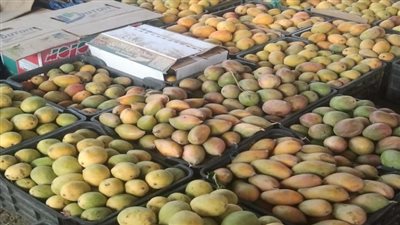 اشتراطات تصدير المانجو إلى جنوب إفريقيا هذا الموسم