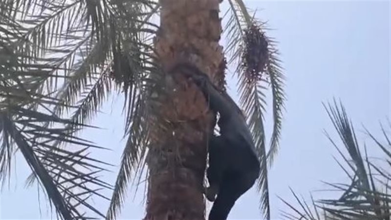 أول فتاة تطلع النخيل