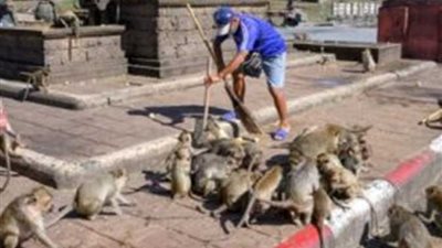 بث مباشر.. هروب قرد من سيارة حيوانات يثير الفزع بين أهالي المنوفية.. ومحاولات للسيطرة عليه