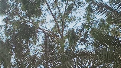 انقلاب عربة قرود تثير الذعر بالمنوفية.. ومواطن: أحدهم دخل بيتي وفتح التلاجة وأكل الحلويات