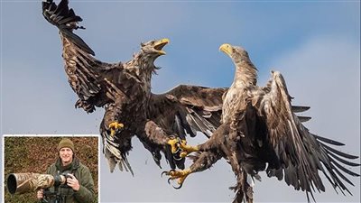 نسران يشبكان مخالبهما فوق بحيرة إسكتلندية