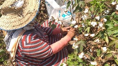 انطلاق موسم جني الذهب الأبيض بالقنطرة شرق الإسماعيلية | صور