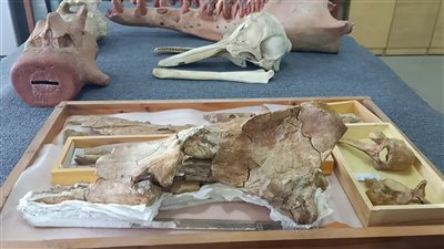  الصور الأولى لهياكل حوت برمائي بالفيوم يرجع تاريخه لـ ٤٣ مليون سنة