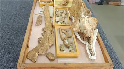 أخبار الدقهلية اليوم: اكتشاف حوت برمائي.. ومحافظ الدقهلية يطمئن على مريض عزل إلكترونيًّا