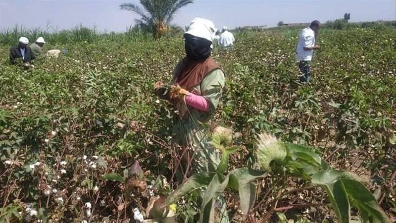 جني القطن بالإسماعيلية