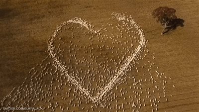 عشرات الأغنام.. أسترالي حرمته كورونا من جنازة عمته فودعها بطريقة خيالية | فيديو