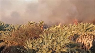 نشوب حريق هائل بمزراع نخيل في الوادى الجديد