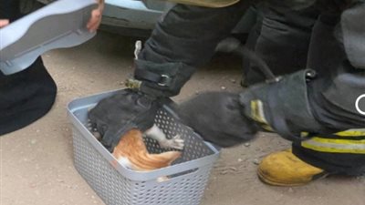  طرائف دفتر أحوال الشرطة.. بلاغ لإنقاذ قط عالق..وشراء الطلبات المنزلية لمواطن الأبرز