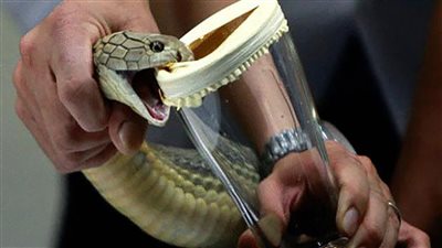 بالصدفة ونتيجته مذهلة.. علماء برازيليون يعثرون على عنصر في سم أفعى يمنع تكاثر كورونا