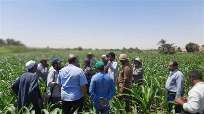 زراعة 34736 فدانا من الذرة الشامية في الوادي الجديد