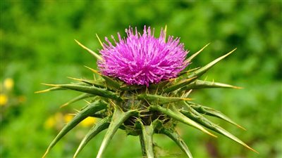 فوائد عظيمة تدفعك لتناول شوك الجمل باستمرار