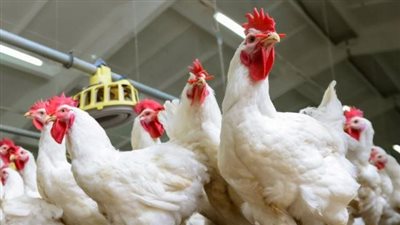 الثروة الداجنة: ترخيص المزارع والمحال يحتاج لتسهيل الإجراءات