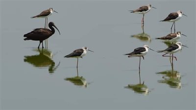  البيئة ترصد أول أسراب الطيور المهاجرة لطائر اللقلق الأبيض بمحميات جنوب سيناء