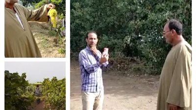 خير بلدنا.. حصاد العنب البناتي وسط فرحة مزارعي الغربية|فيديو وصور