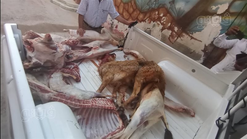 ضبط 203.5 كيلو لحوم