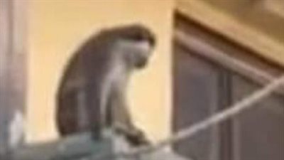 القرود الهاربة بالإسماعيلية تثير فزع المواطنين | فيديو وصور 