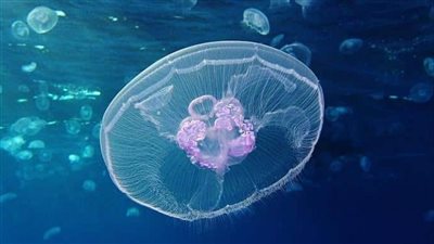 كيفية علاج لسعات قناديل البحر.. وطرق الوقاية