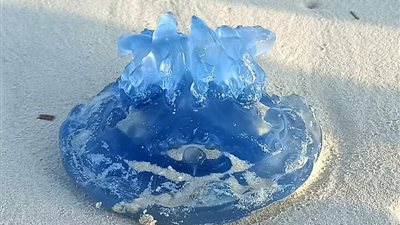 قناديل البحر تصل باكرًا إلى الشواطئ التونسية بسبب تغير المناخ