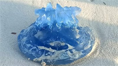 غير سامة واكتسبت لونها من الطحالب.. كل ما تريد معرفته عن قناديل البحر الزرقاء