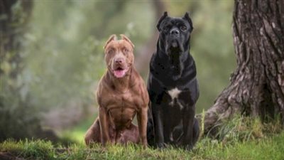 ما حكم تربية كلاب حراسة بالبيت وهل تمنع دخول الملائكة؟ الإفتاء تجيب