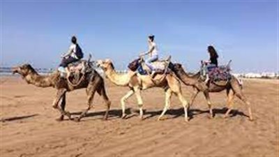 تفسير حلم ركوب الجمل في المنام وعلاقته بالتخلص من المشاكل والهموم 