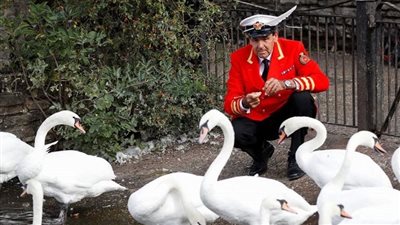 طيور البجع..أغرب ميراث تتركه إليزابيث للملك تشارلز